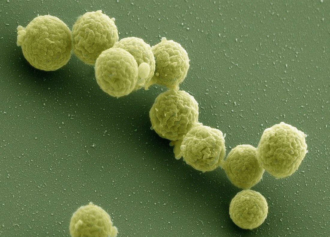 Synthetic Mycoplasma bacteria,SEM