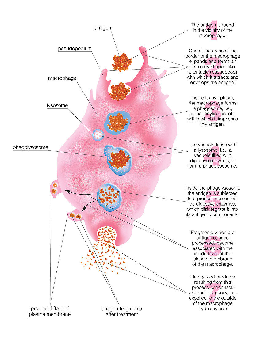Macrophage digesting antigen
