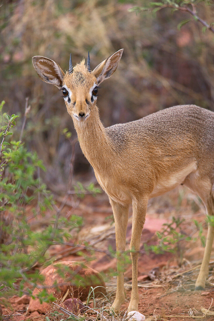 Kirk's dik-dik