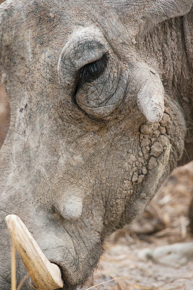 Common warthog's head