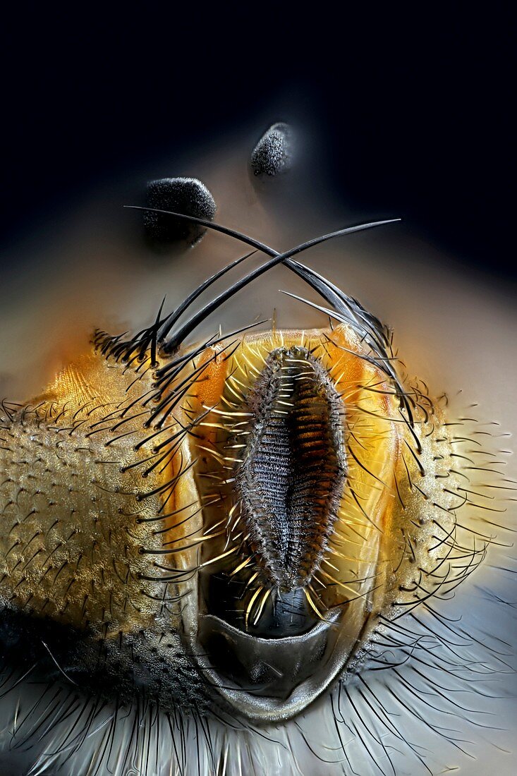 Blowfly mouthparts