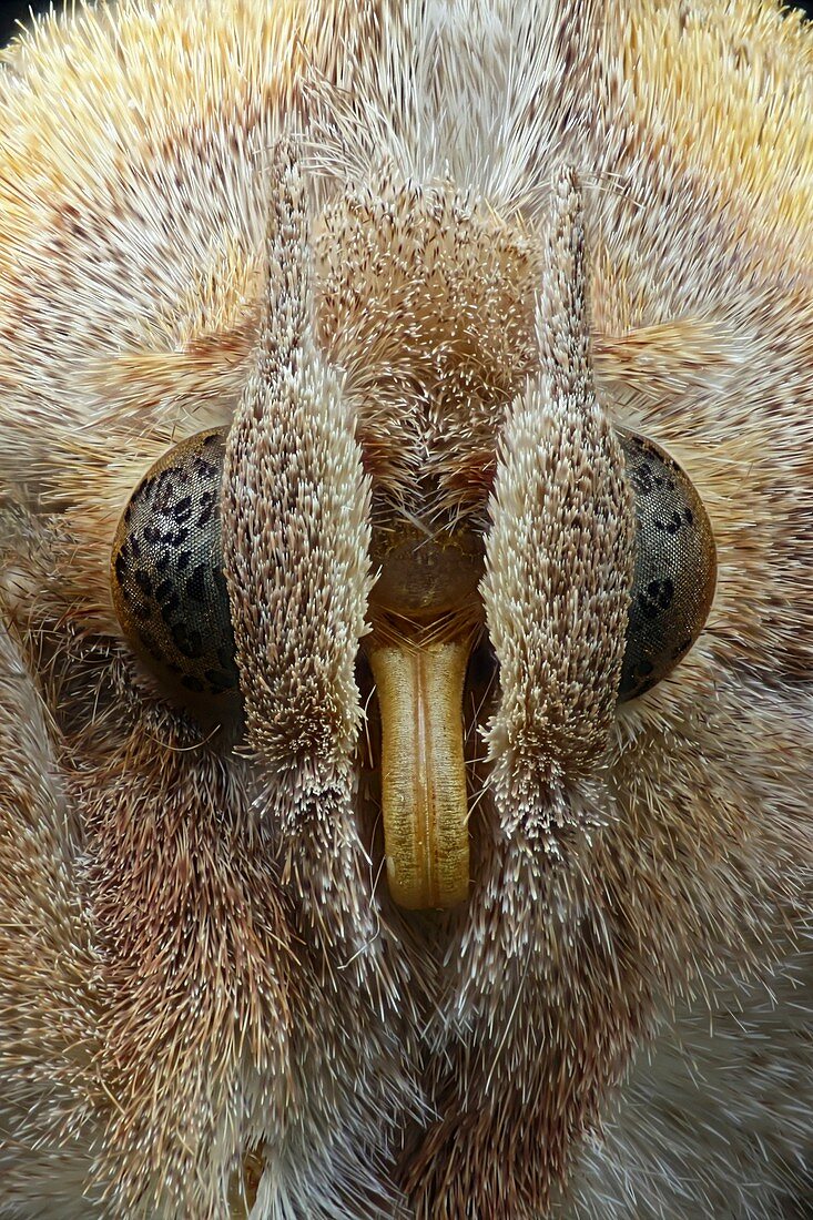 Herald moth head