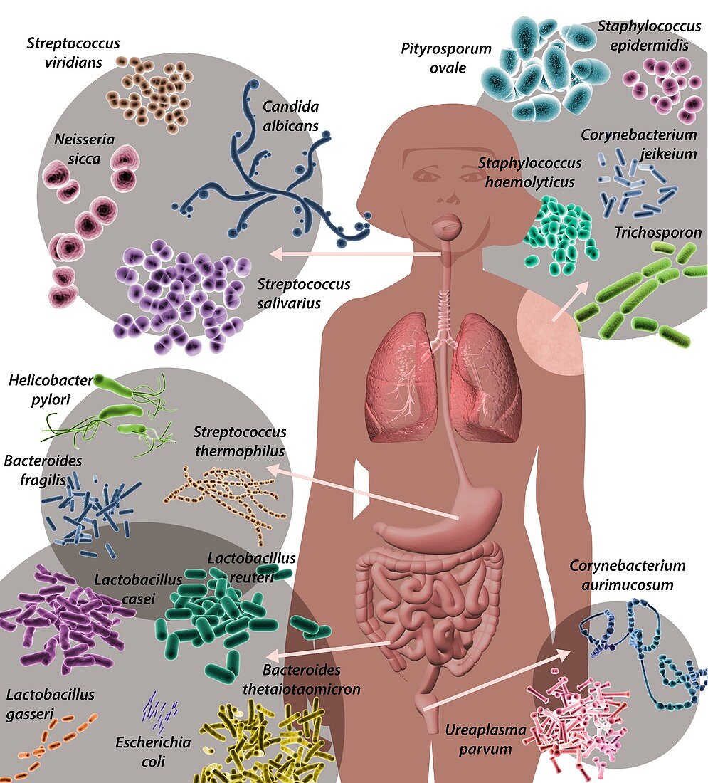 Human microbiome,illustration