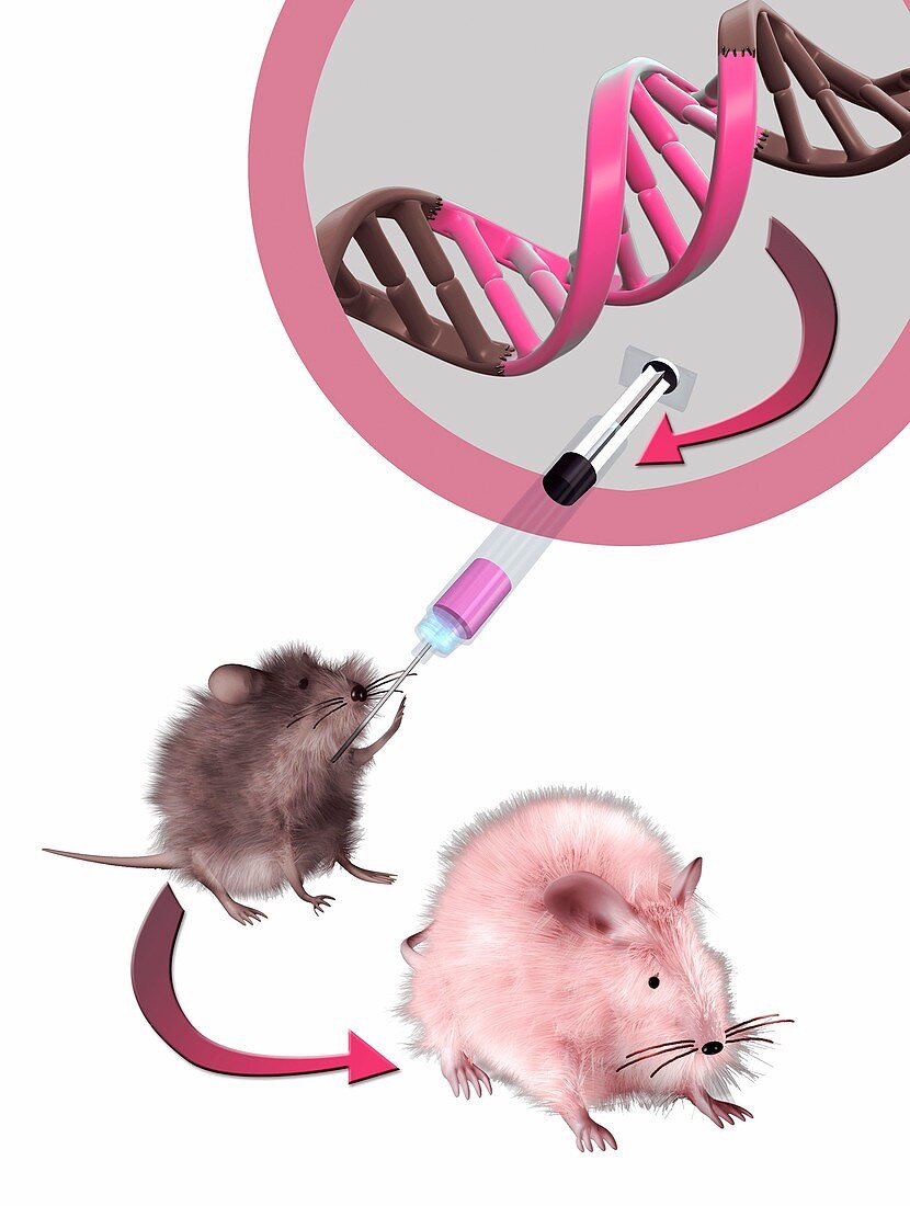 Genetically modified mouse,illustration