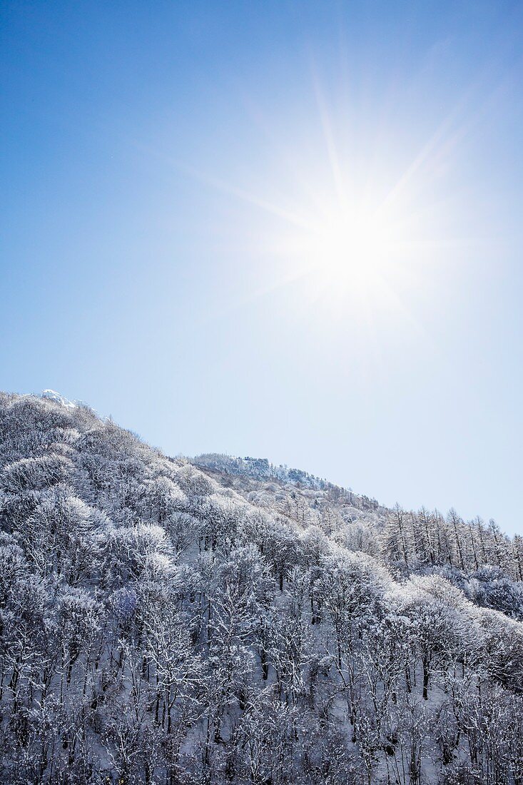 Mountain trees and snow in winter