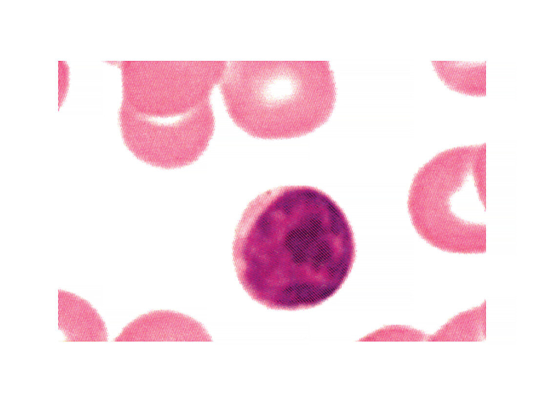 Lymphocyte blood cell,illustration