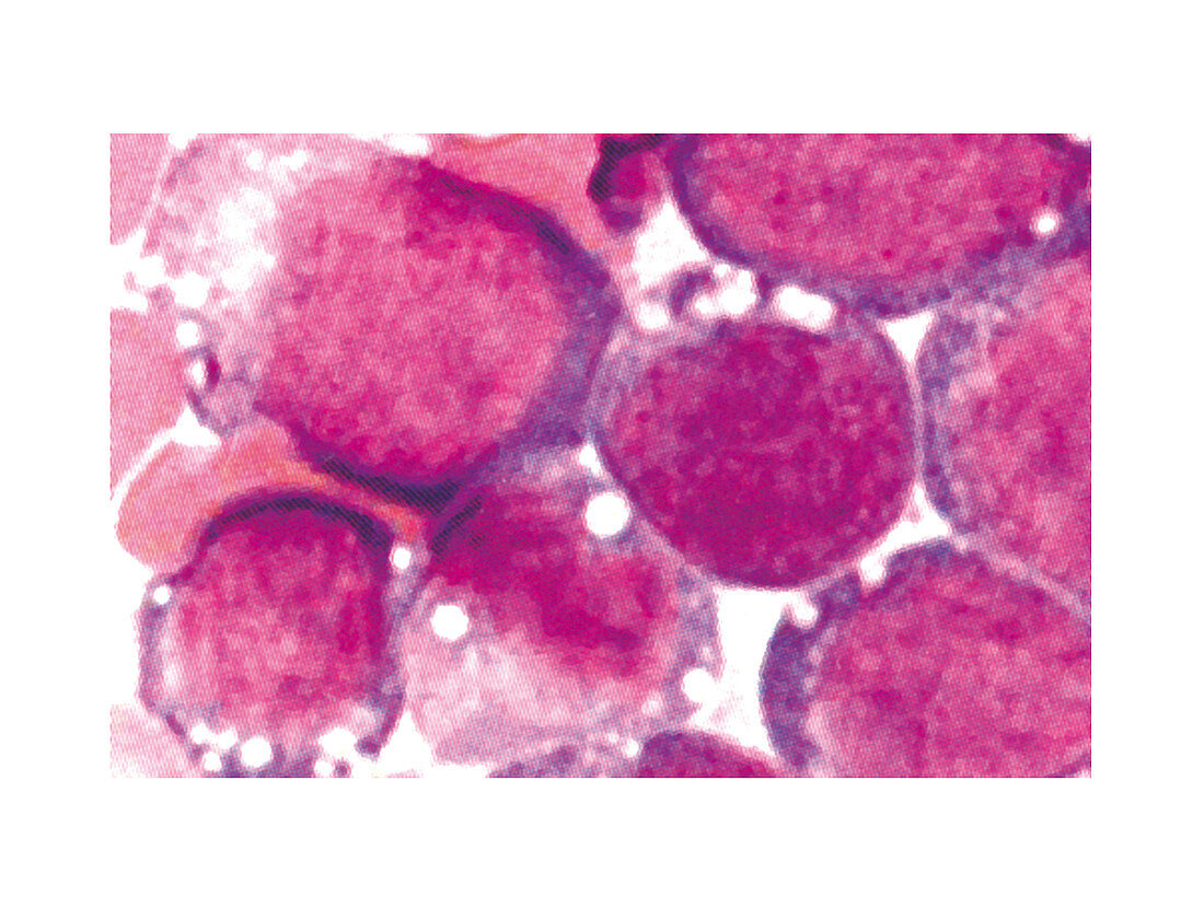 Thrombocyte blood cell,illustration