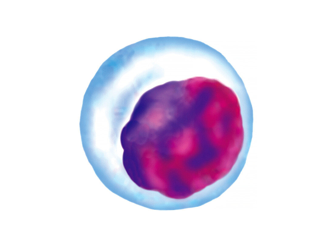 T lymphocyte blood cell,illustration