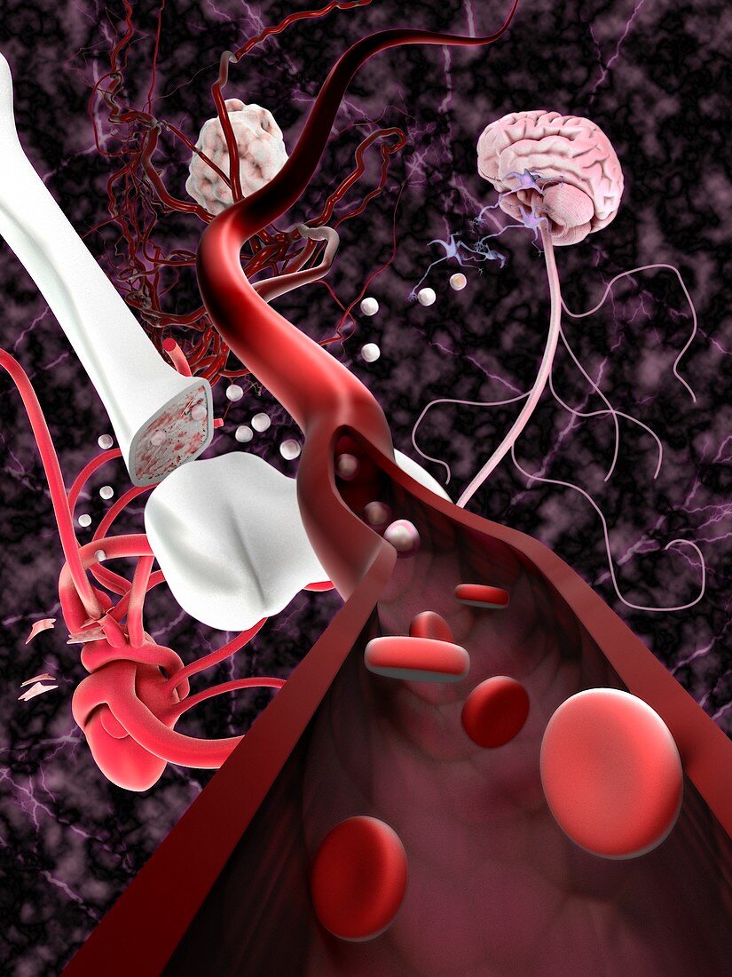 Stem cells and tissue types,illustration