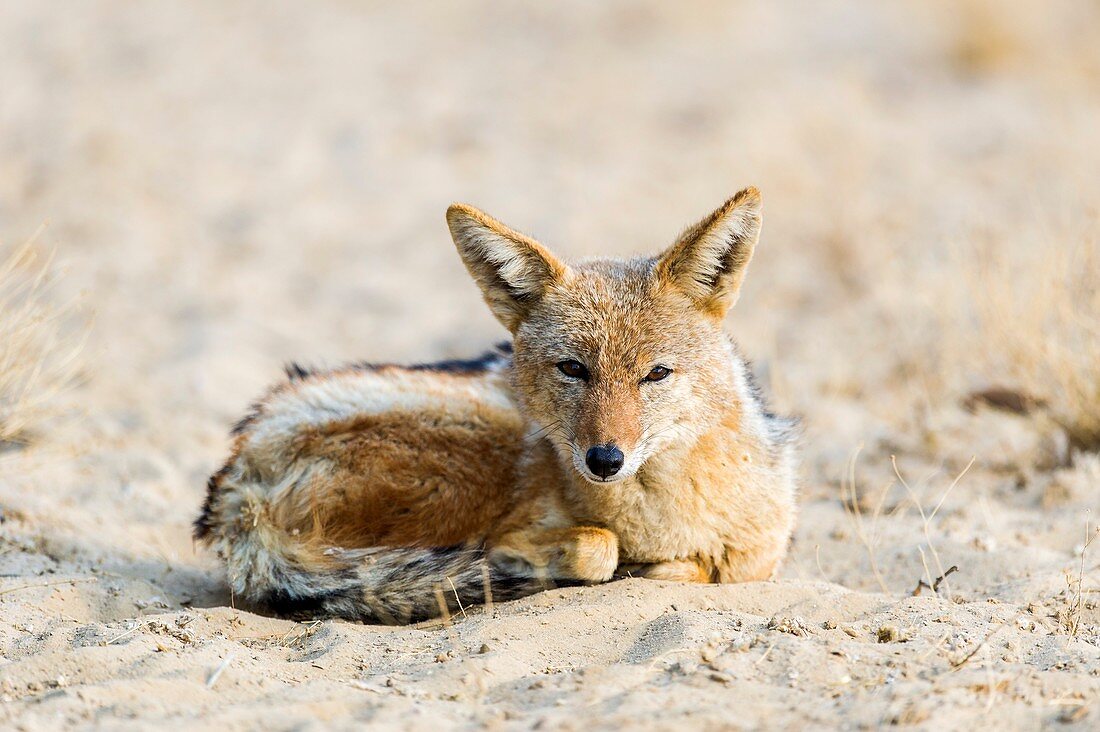 Black-backed jackal