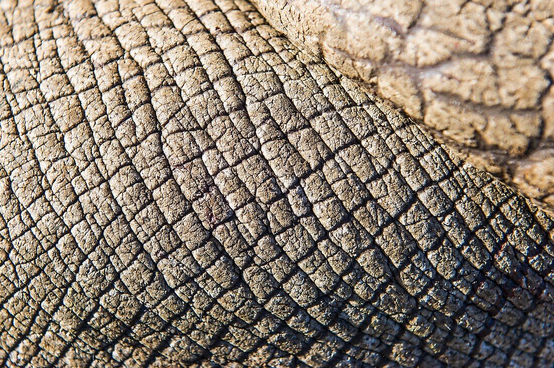Rhinoceros skin