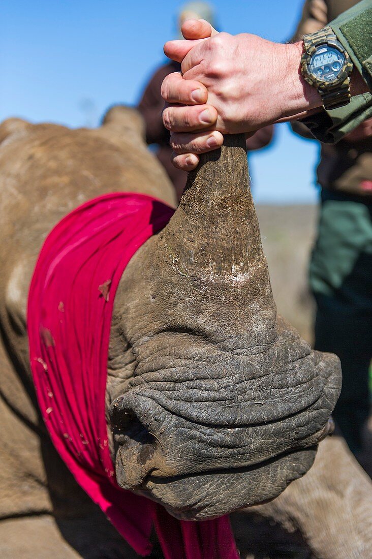 White Rhino conservation operation