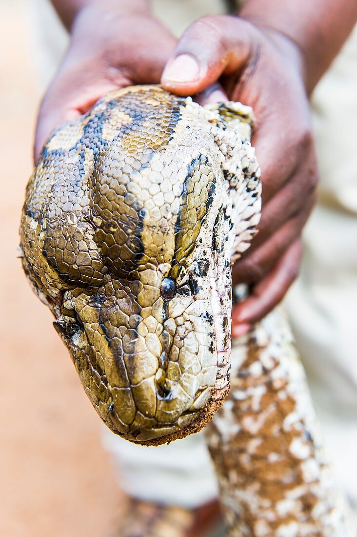 Rock python recovered from poachers