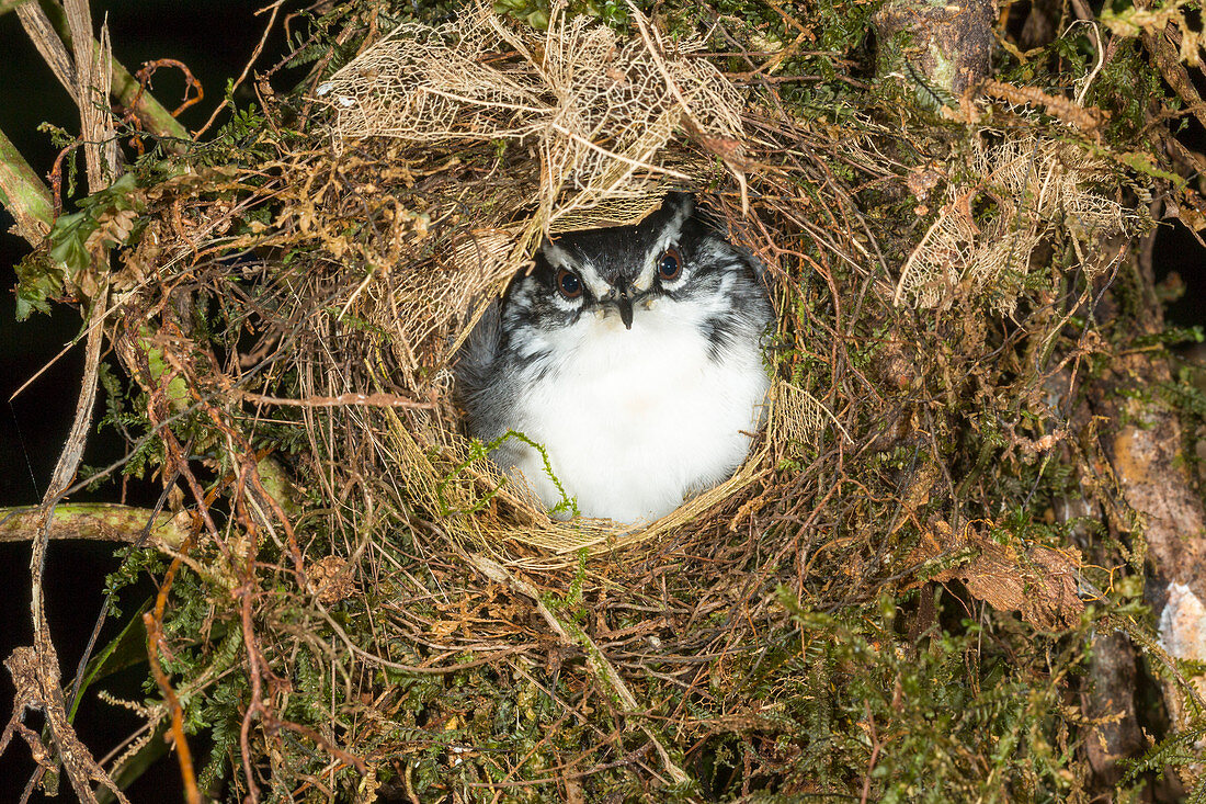 Amazonian antwren at nest entrance