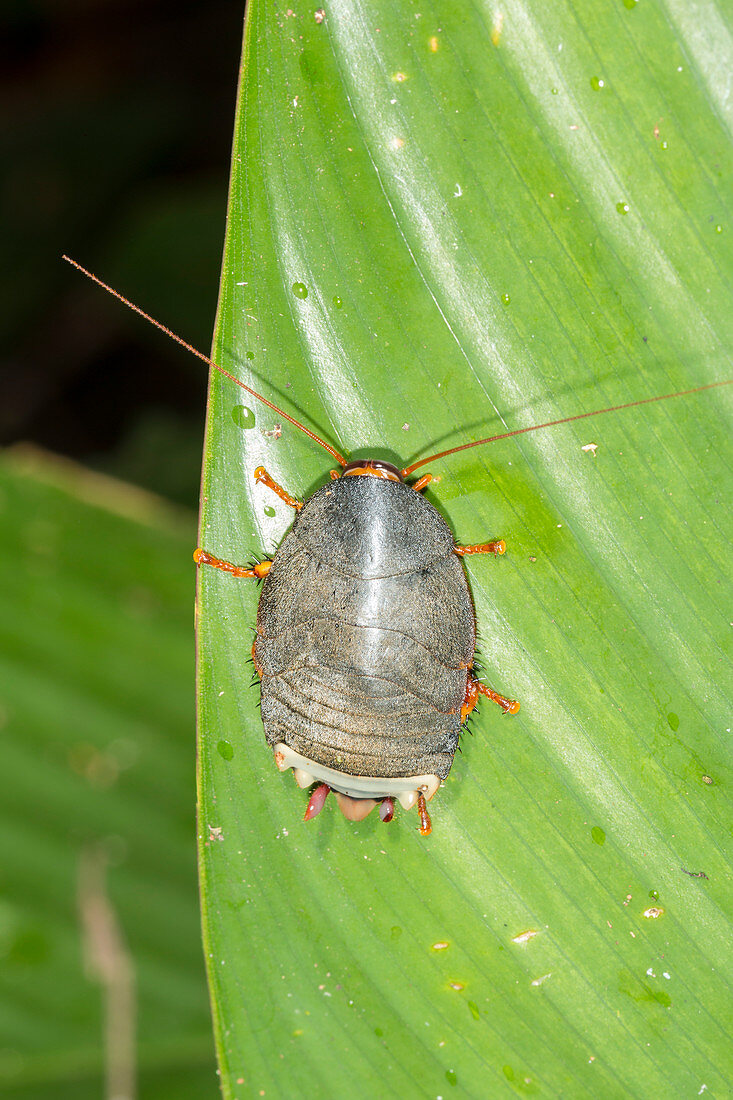 Amazonian Cockroach