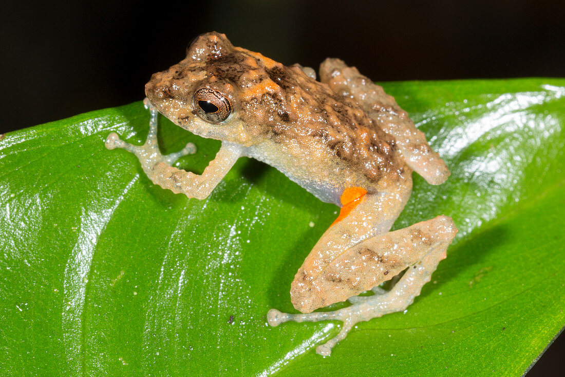 Orange groined rain frog