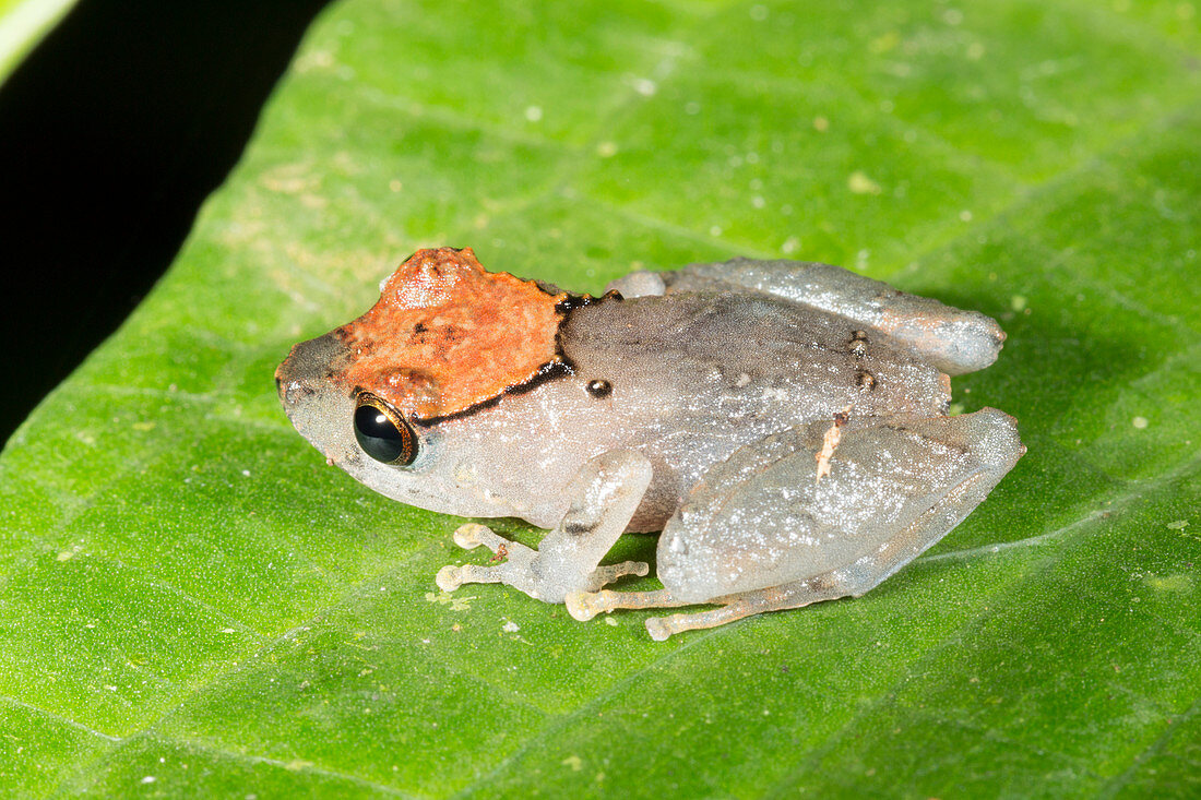 Luscombe's Rain Frog