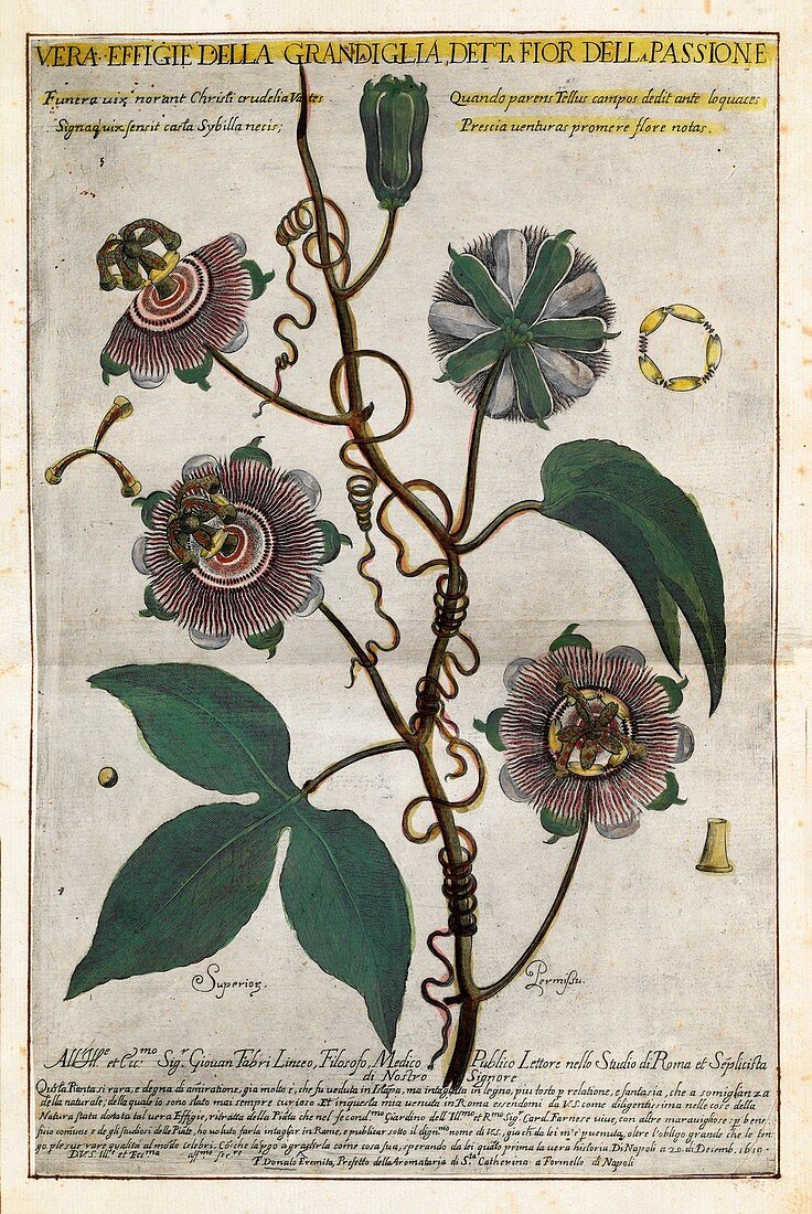 Giant granadilla flowers,17th century