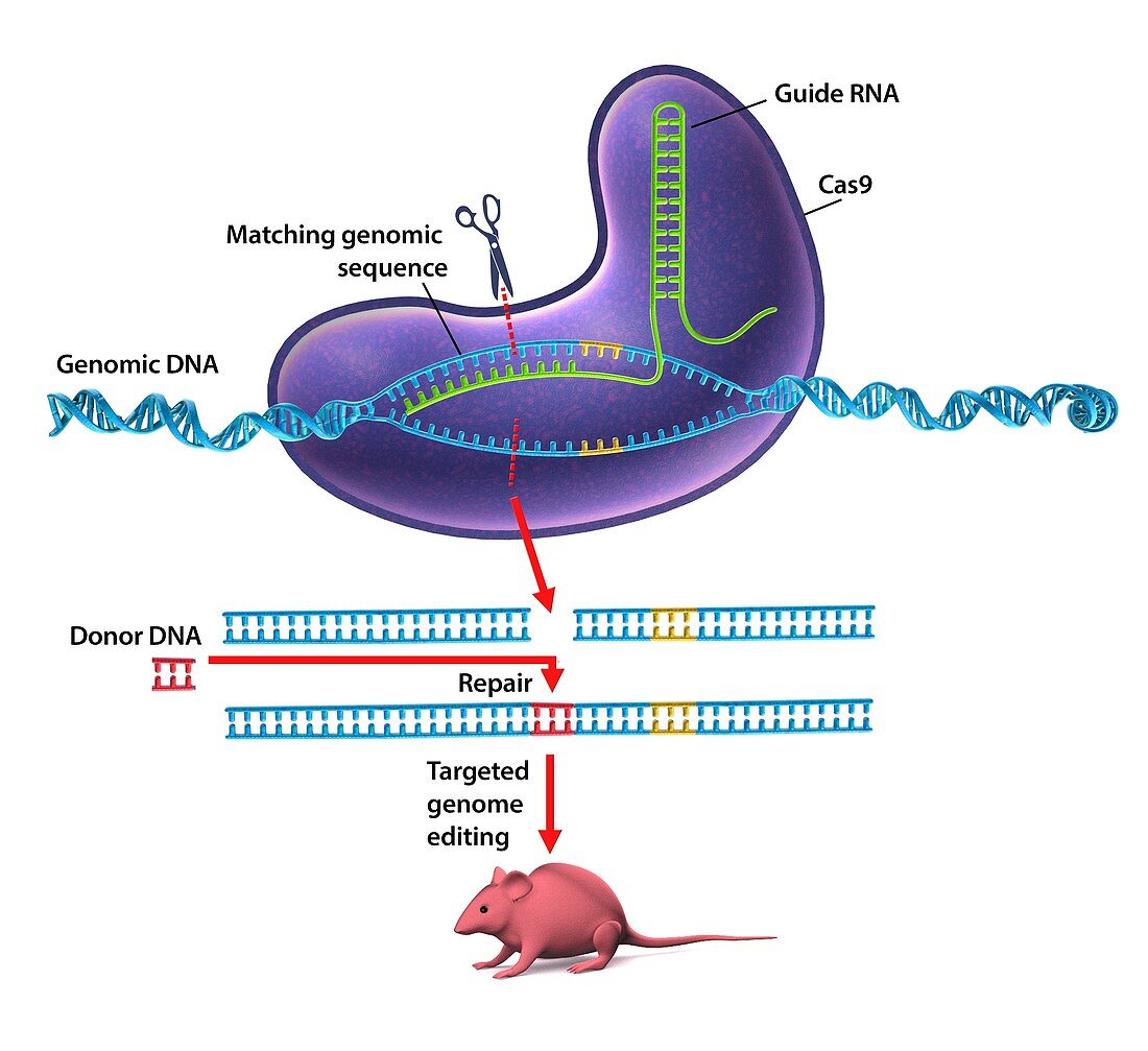 CRISPR-Cas9 gene editing,diagram