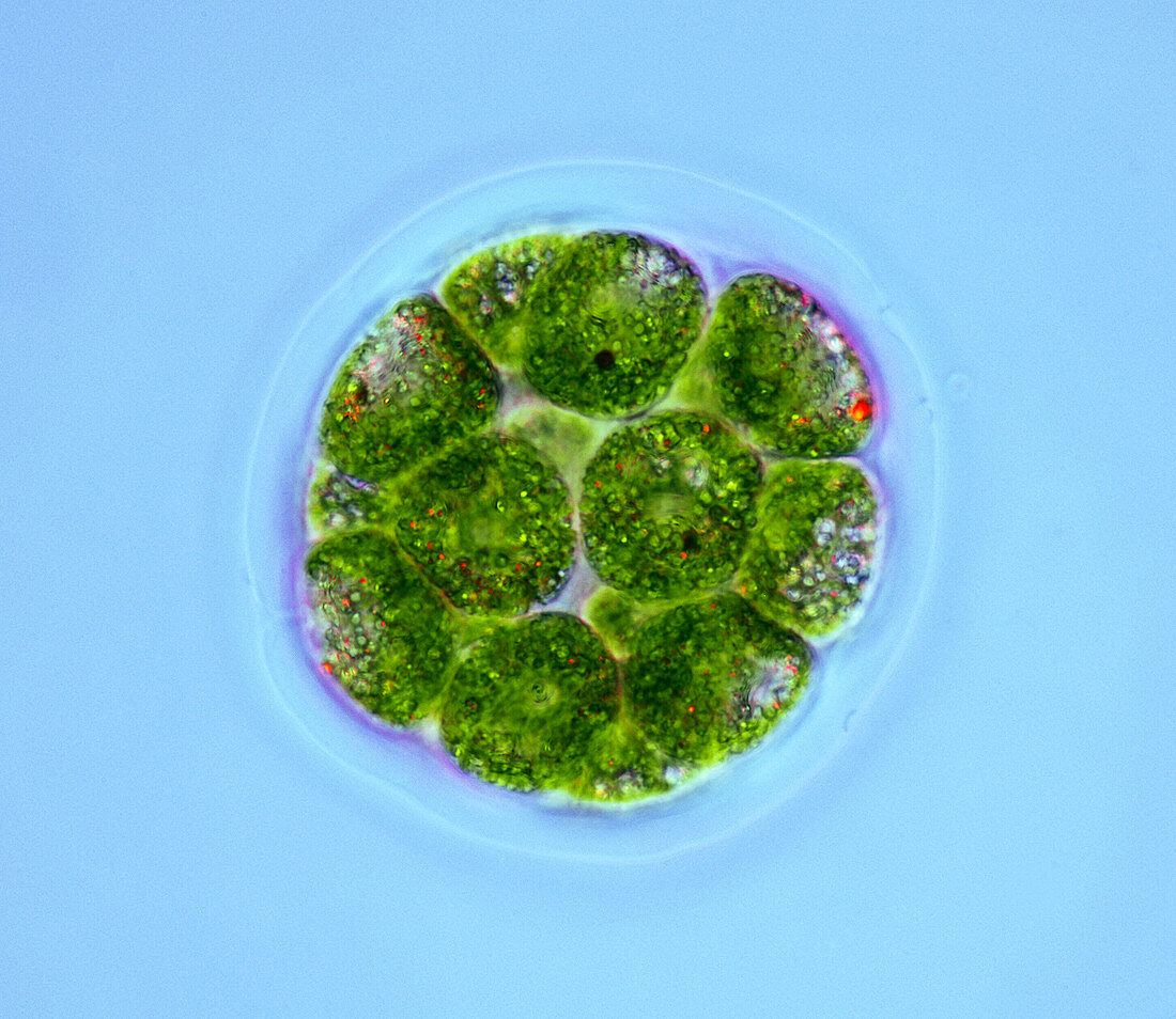 Pandorina green algae,light micrograph