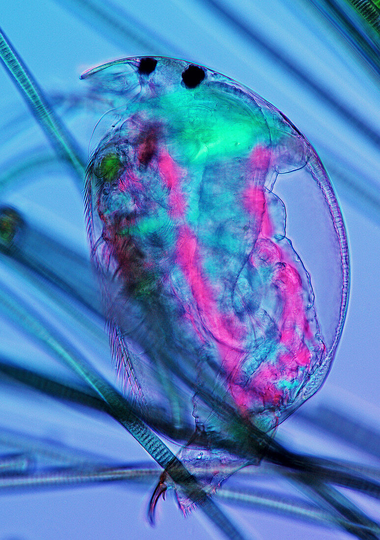 Water flea and cyanobacteria,micrograph