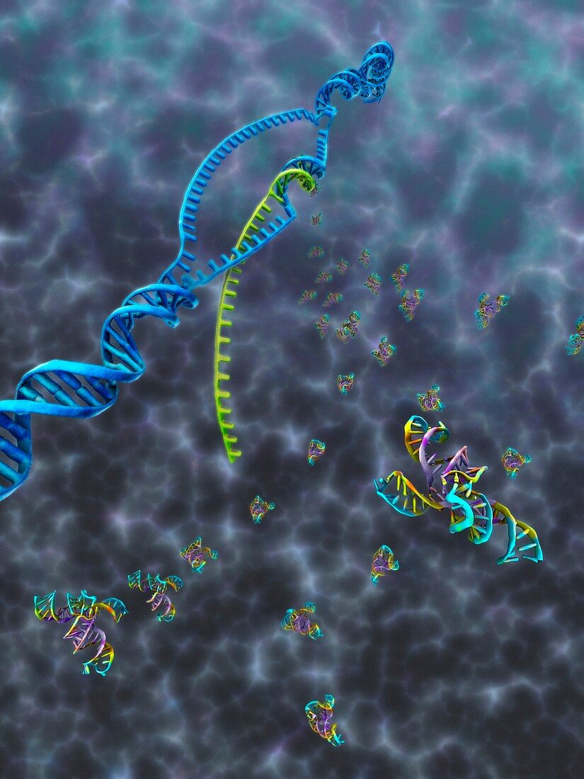 Transcription producing tRNA,artwork