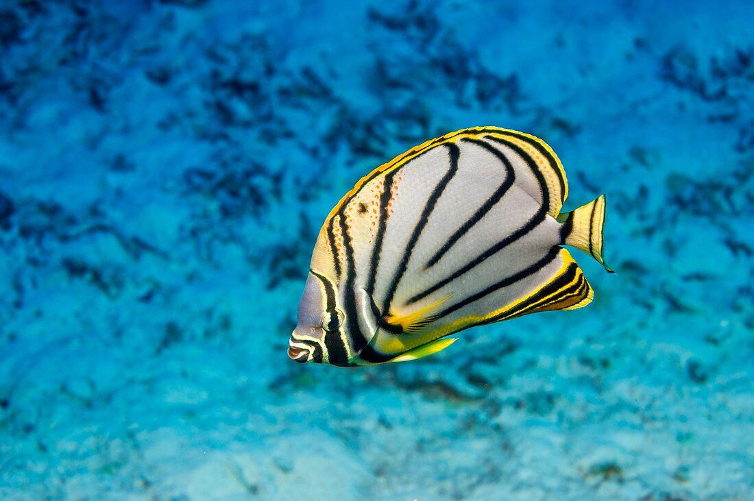 Meyer's butterflyfish