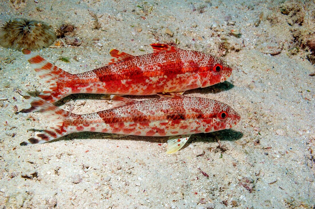 Freckled goatfish