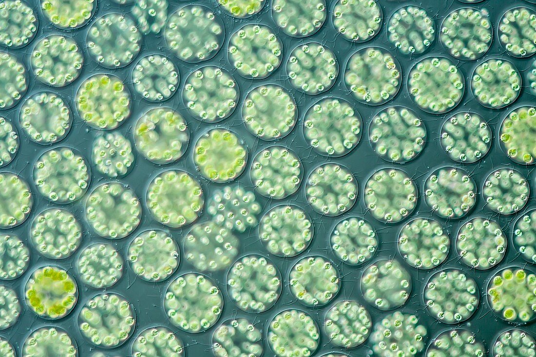 Freshwater algal bloom,LM