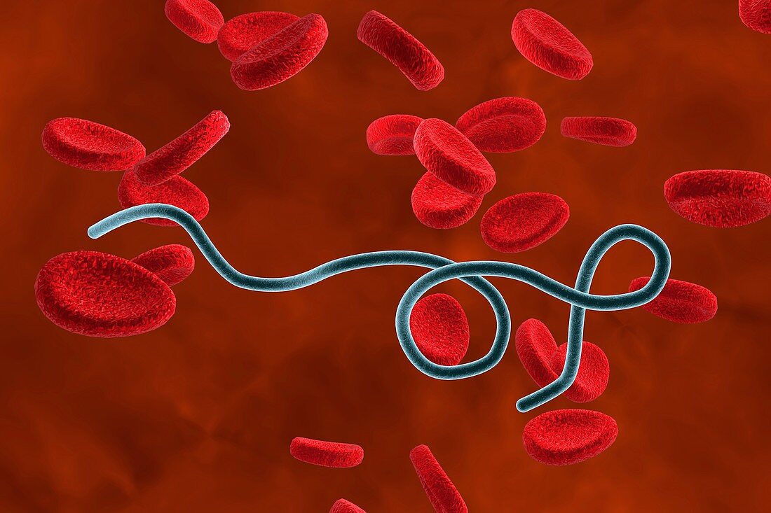 Borrelia bacteria in blood,illustration