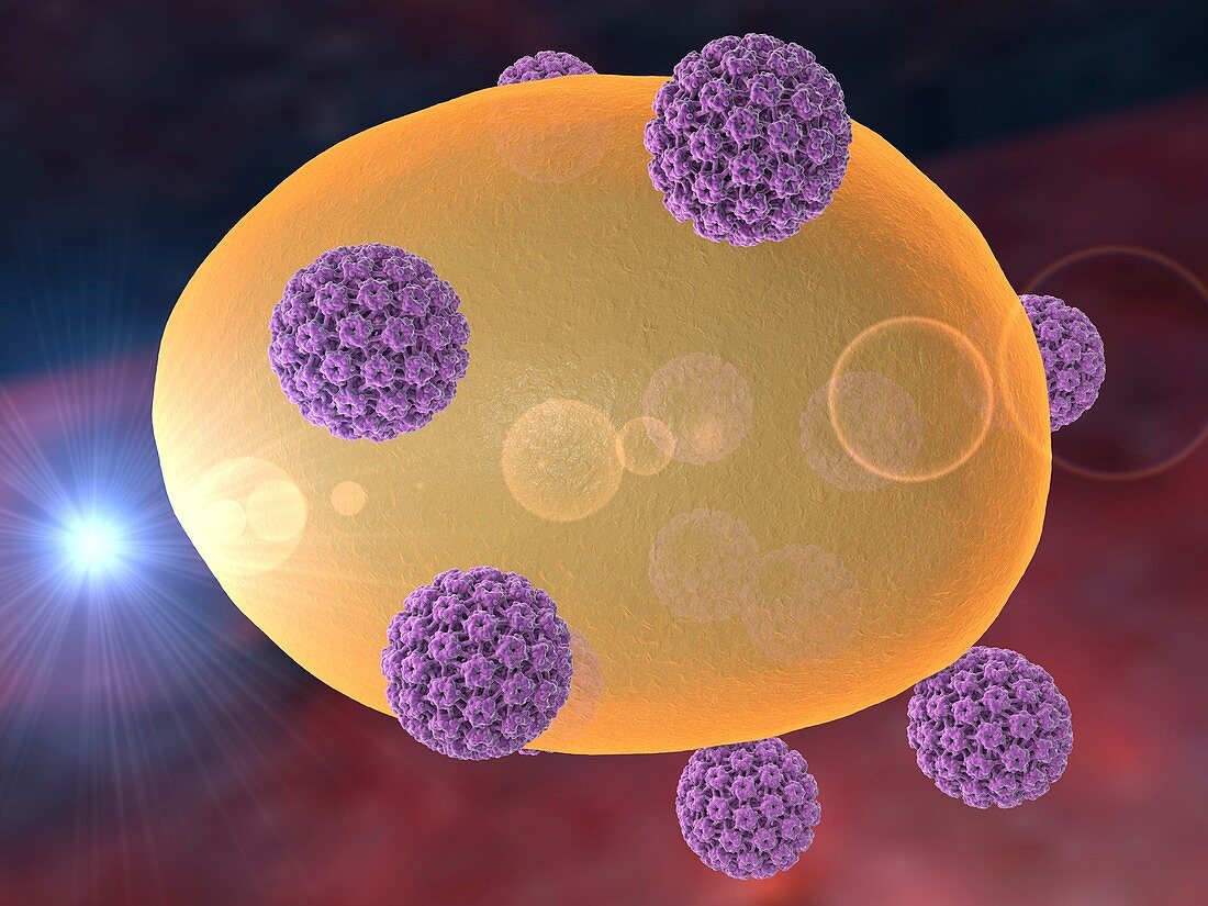 Human papilloma viruses,illustration