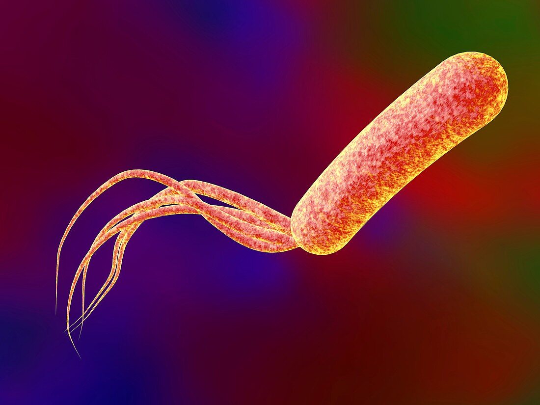 Pseudomonas bacteria,illustration
