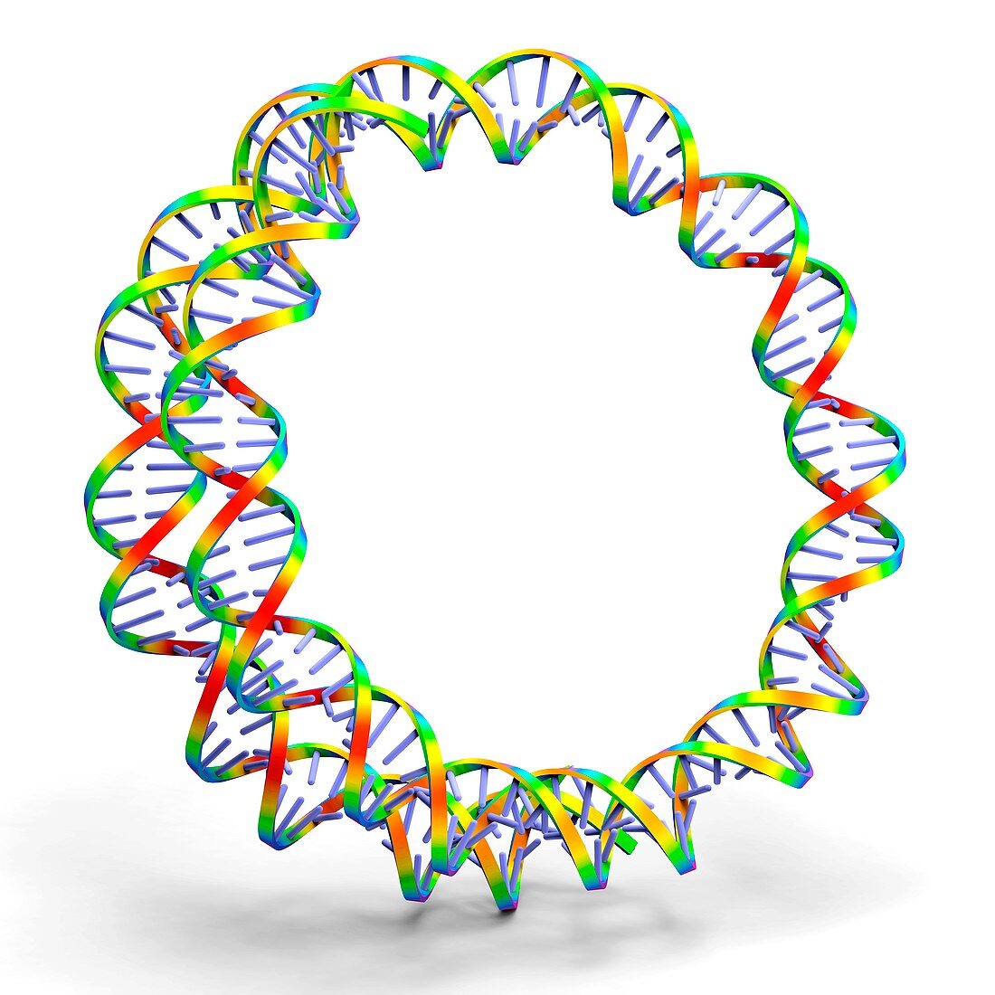 Circular DNA molecule,artwork
