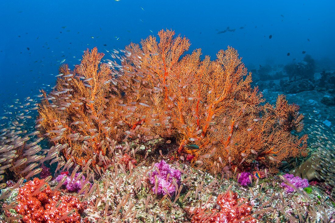 Sea fan,corals and reef fish