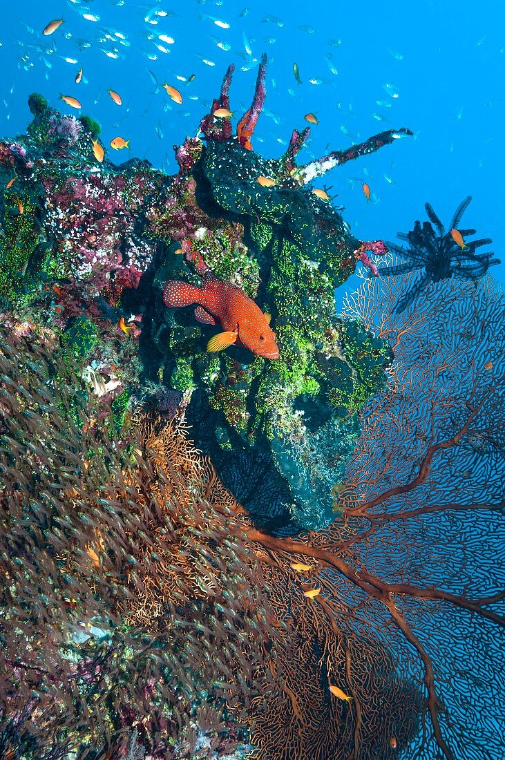 Coral reef,sea fan and reef fish