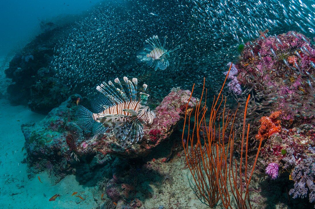 Red lionfish hunting over a coral reef
