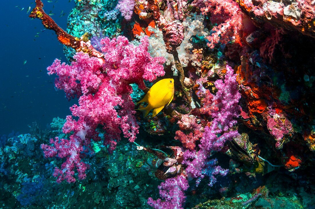 Golden damselfish and soft corals