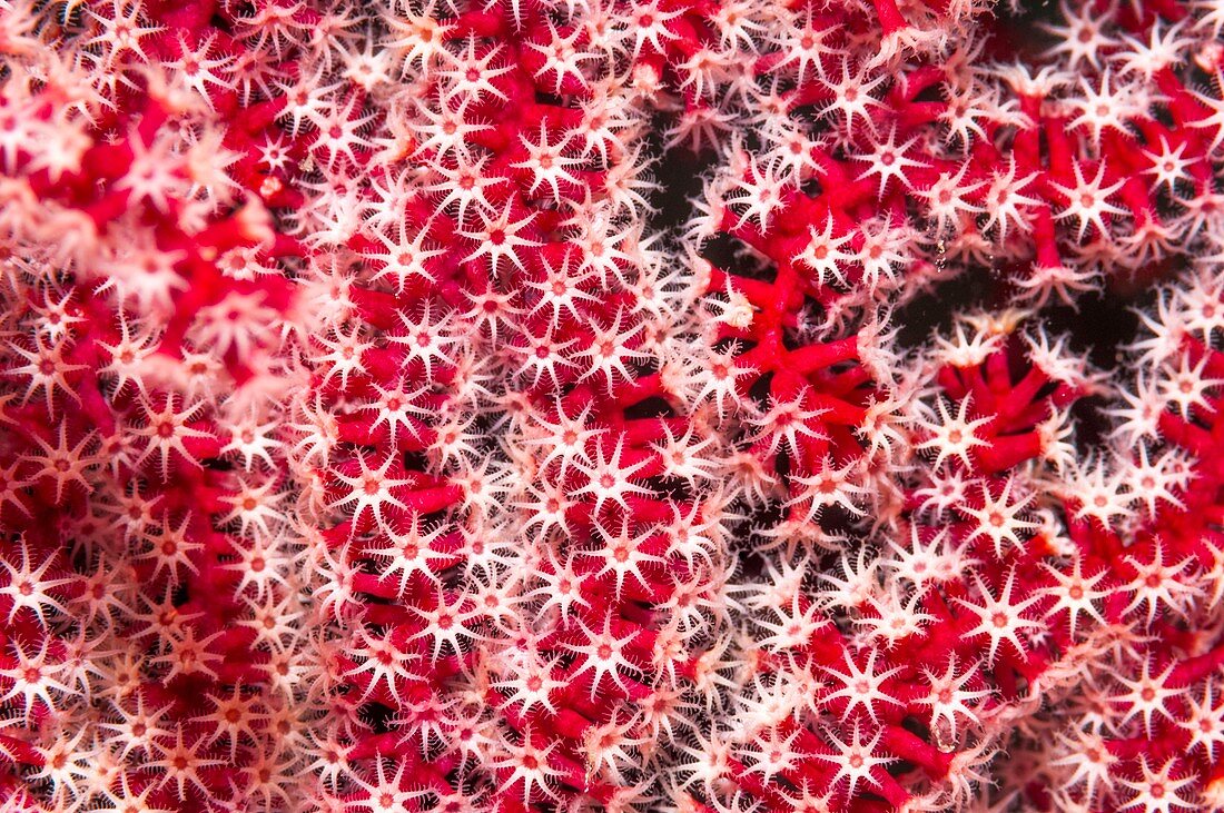 Acanthogorgia sea fan