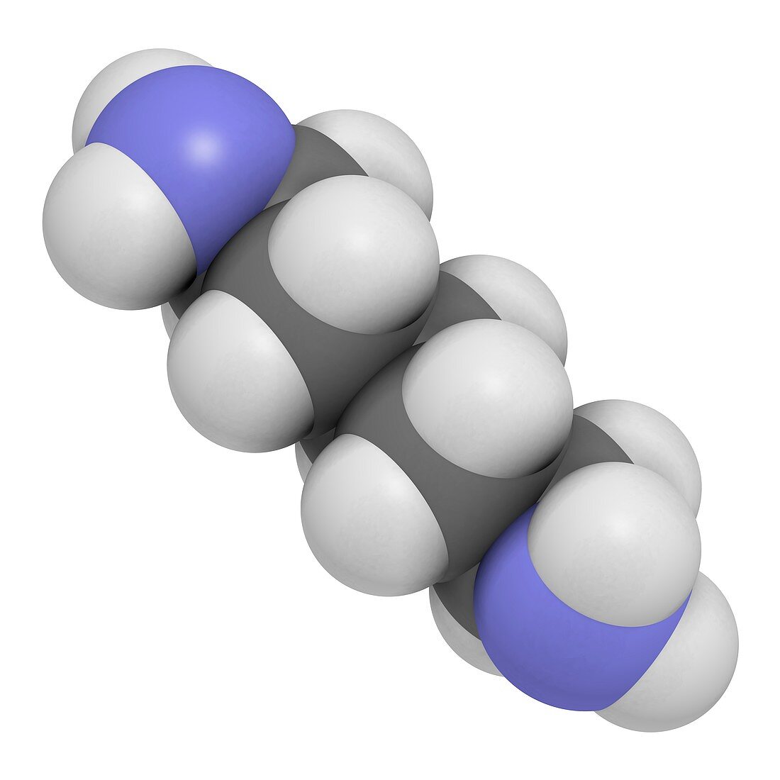 Cadaverine molecule