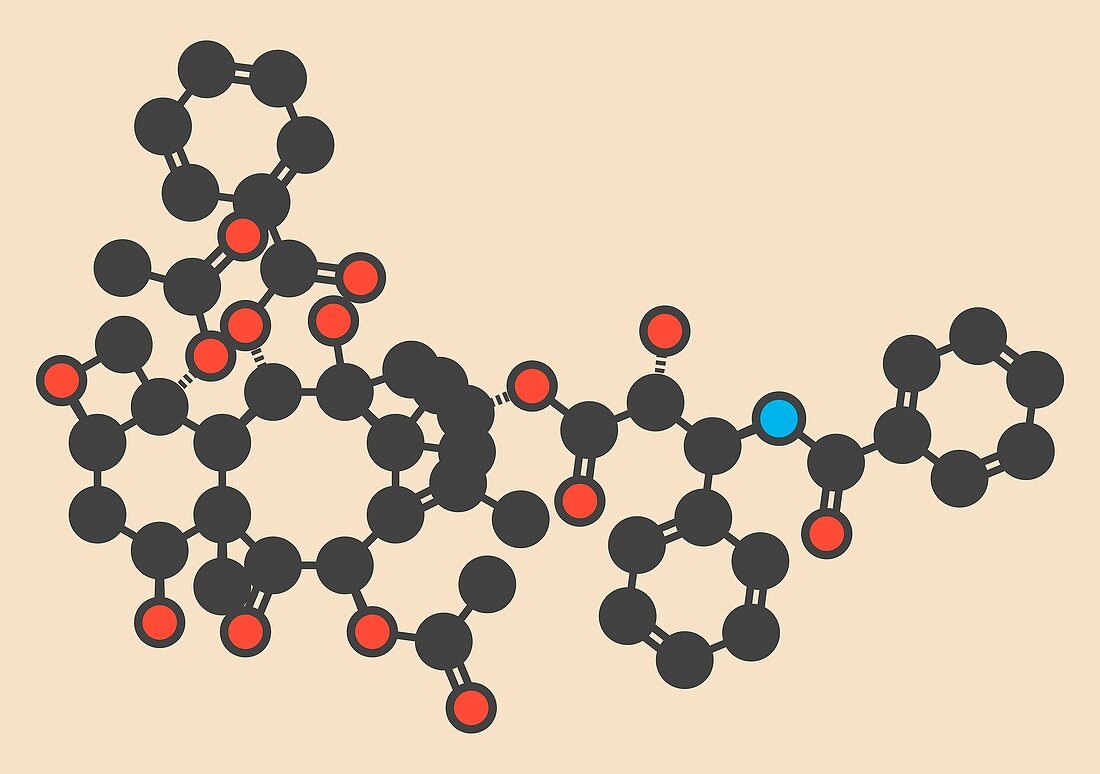 Paclitaxel cancer drug molecule