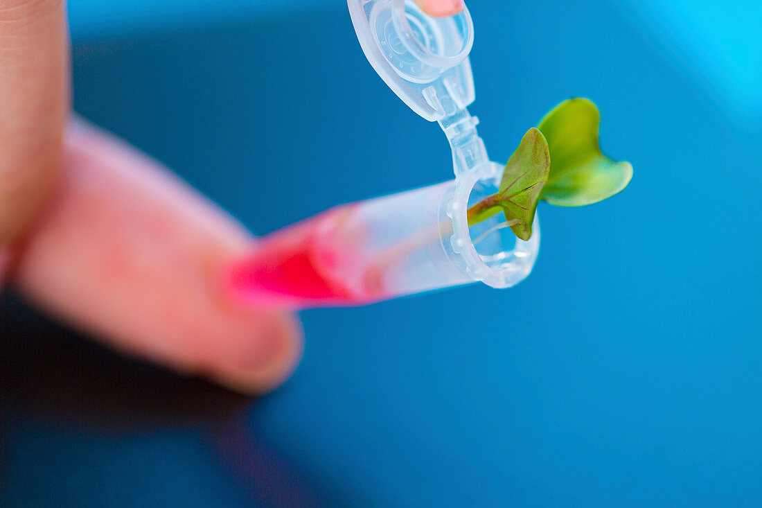 Eppendorf tube with a leaf