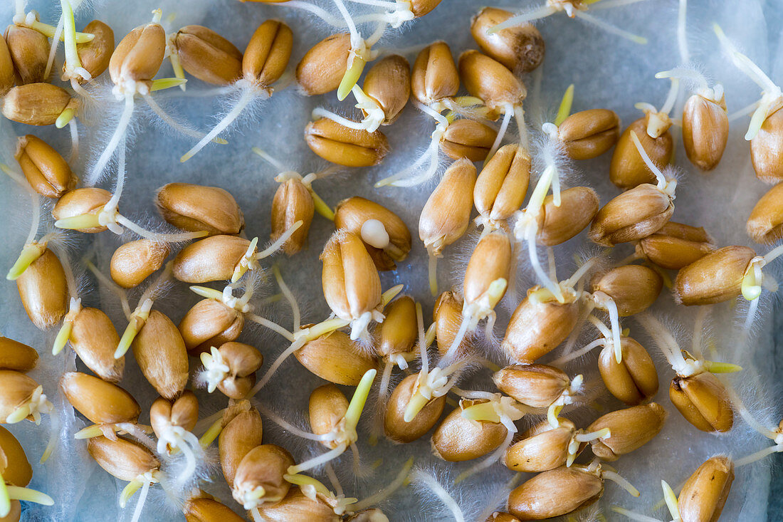 Seeds sprouting in lab