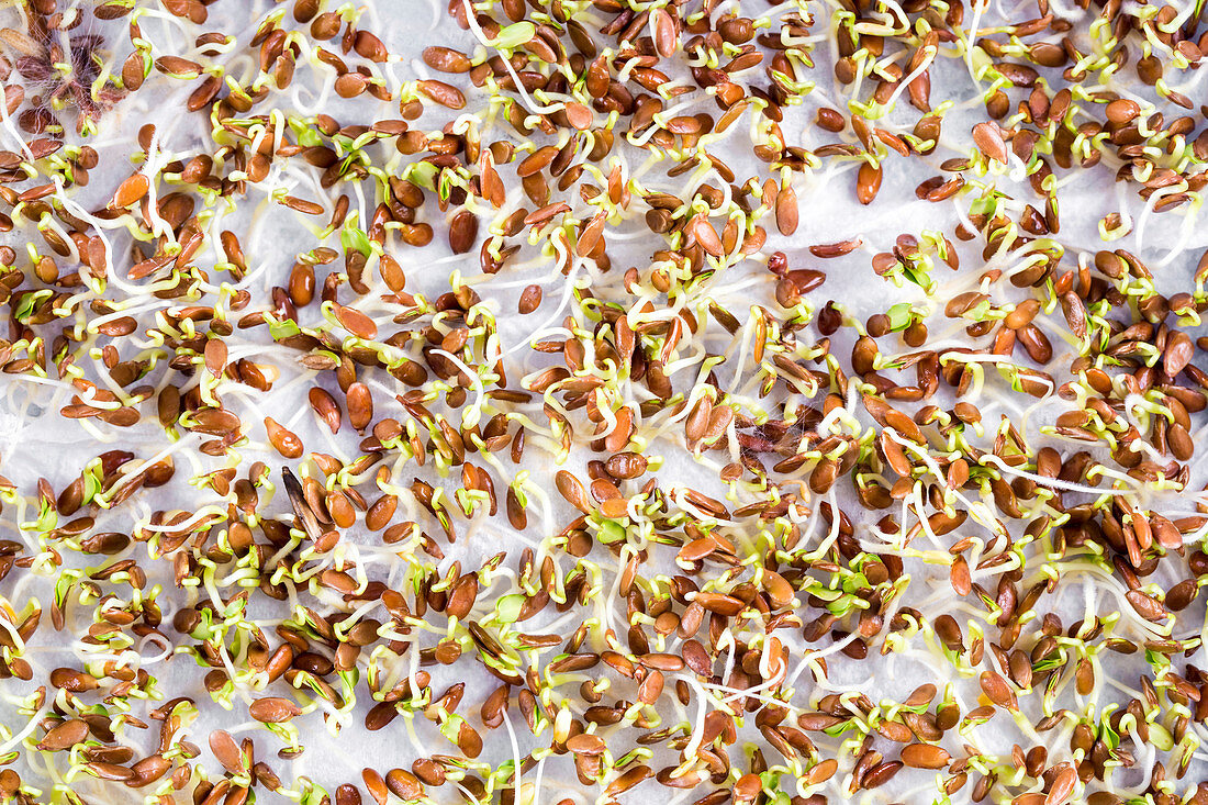 Seeds sprouting in lab