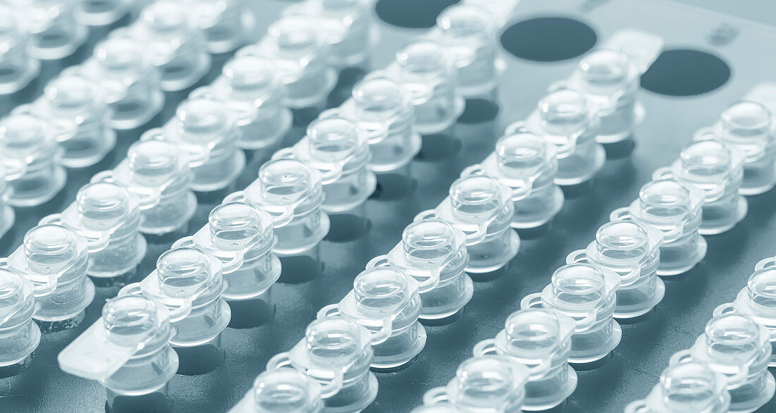 Eppendorf tubes in rack