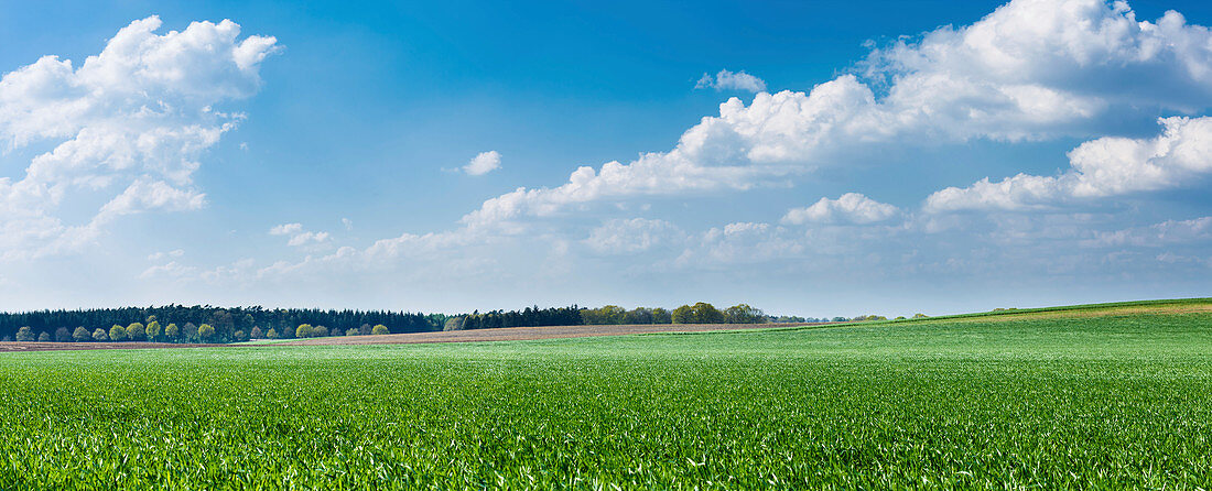 Green grass and blue sky