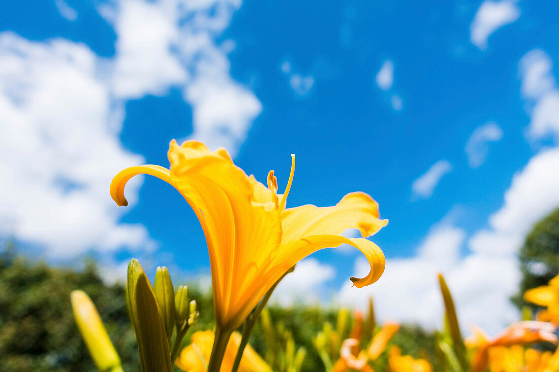 Yellow aster flower