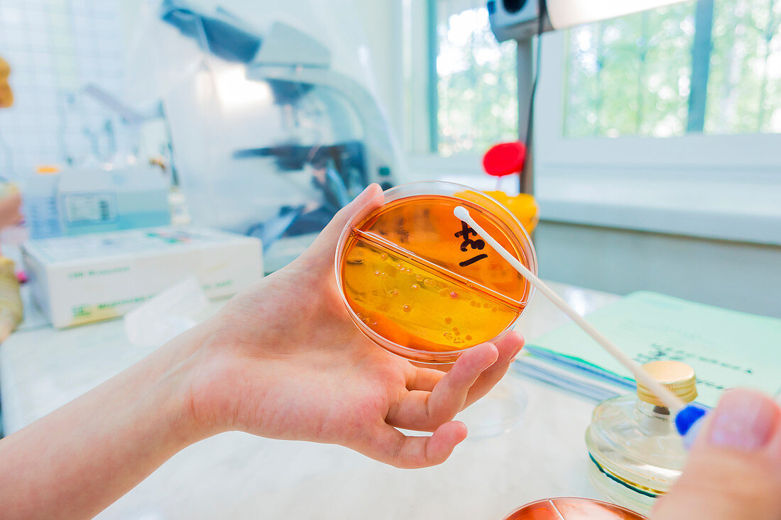 Scientist holding a petri dish