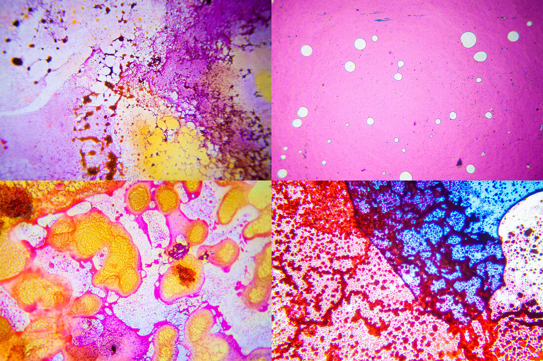 Microscopic images of skin tissue