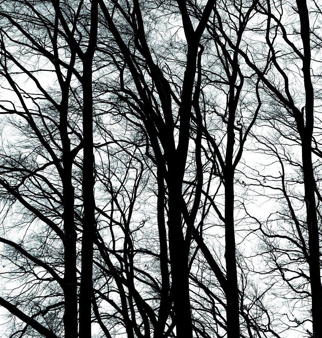 Branches of a tree