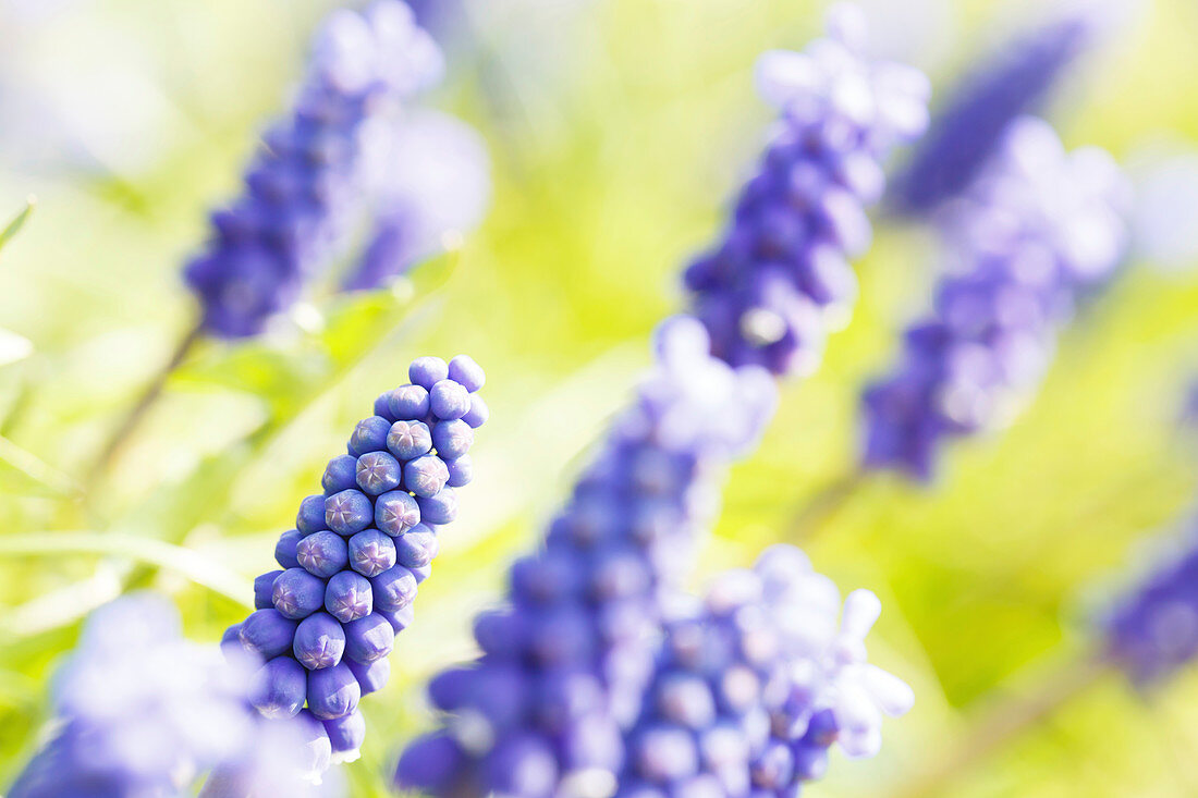 Hyacinth flowers